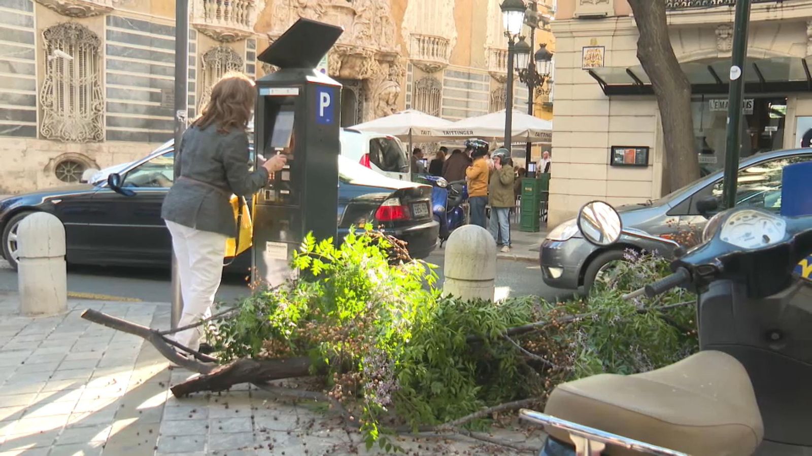 Part de l'arbre caigut aquest dijous