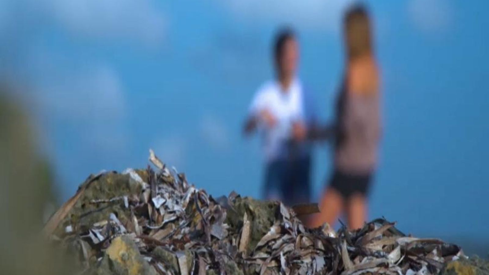 Posidònia oceànica que arrossega la mar fins a les platges