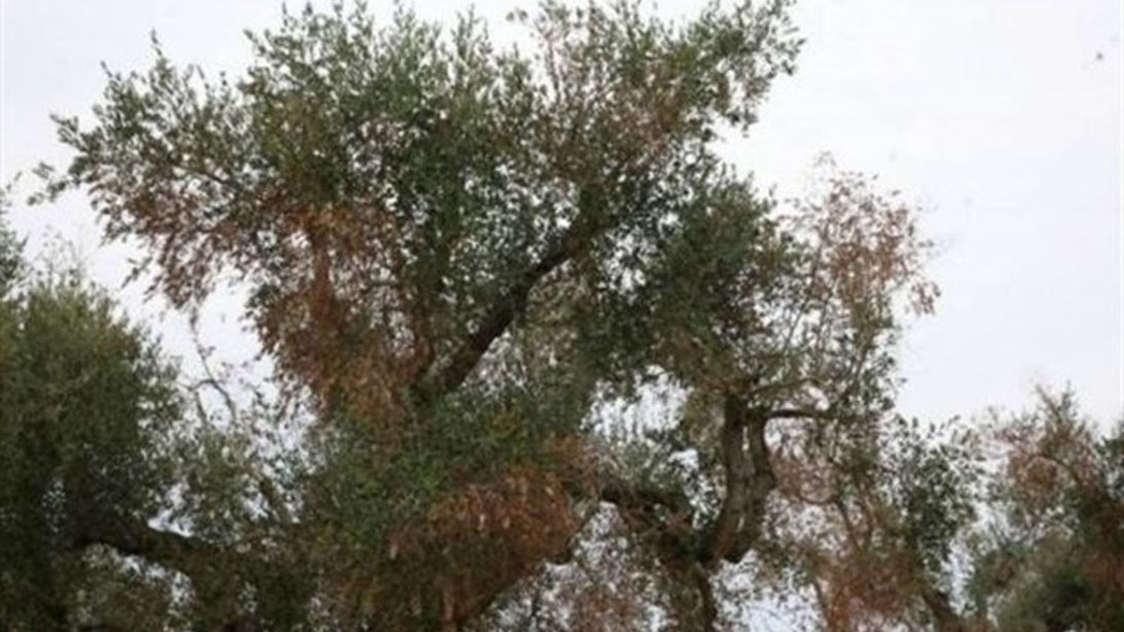 26.03.2019 | NM Conselleria d\'Agricultura i afectats per la xilel·la es reuneixen a València
