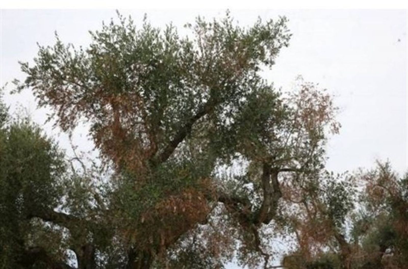 26.03.2019 | NM Conselleria d\'Agricultura i afectats per la xilel·la es reuneixen a València