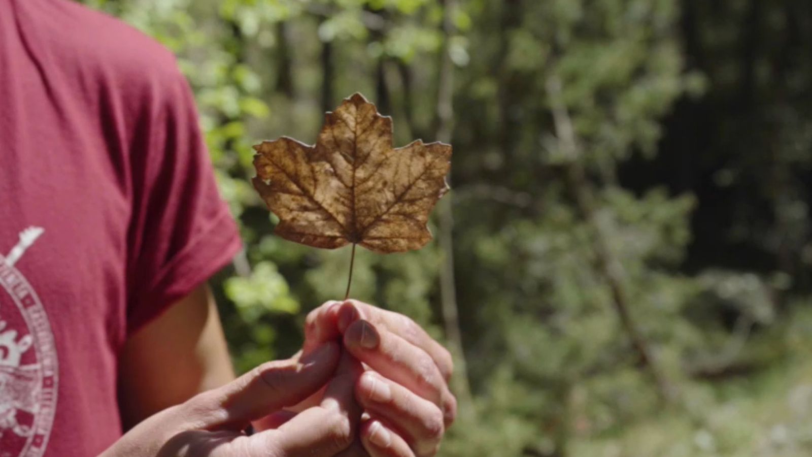 La fulla d'auró, que apareix a la bandera de Canadà, és més pròpia de zones més fredes