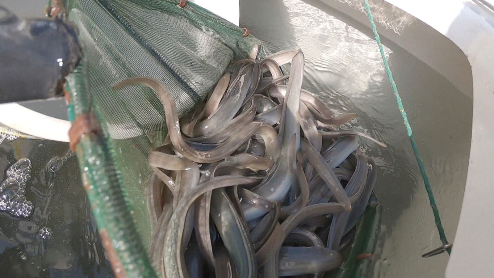 Pesca d'anguiles al Palmar de València