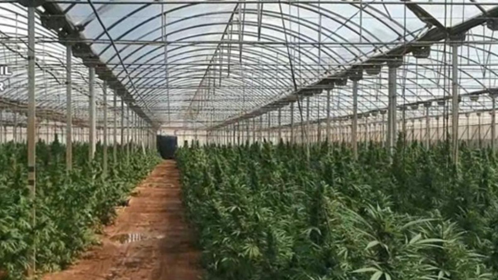 13 detinguts i 3.000 plantes confiscades a una xarxa que cultivava marihuana