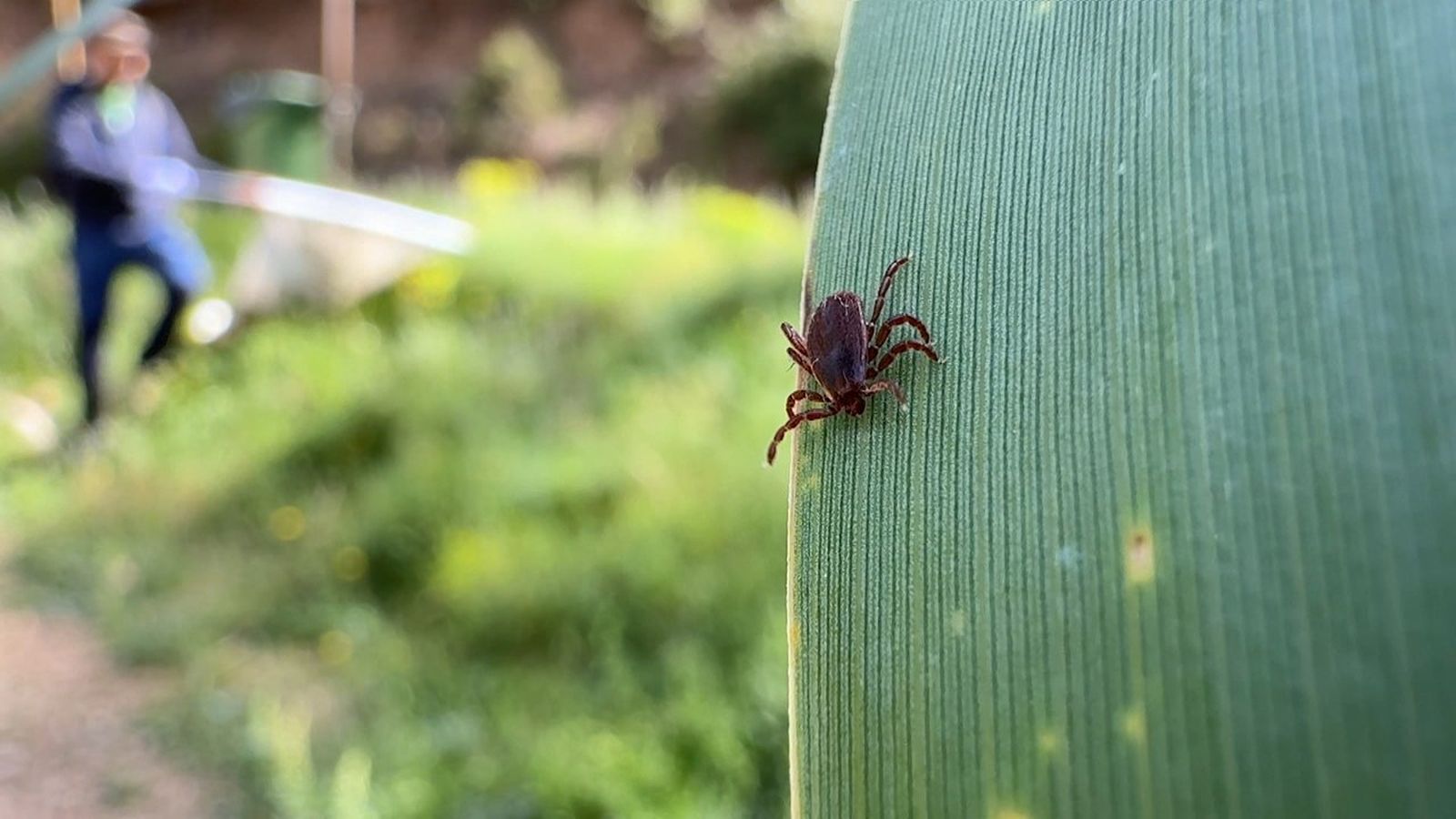 Plaga de caparres