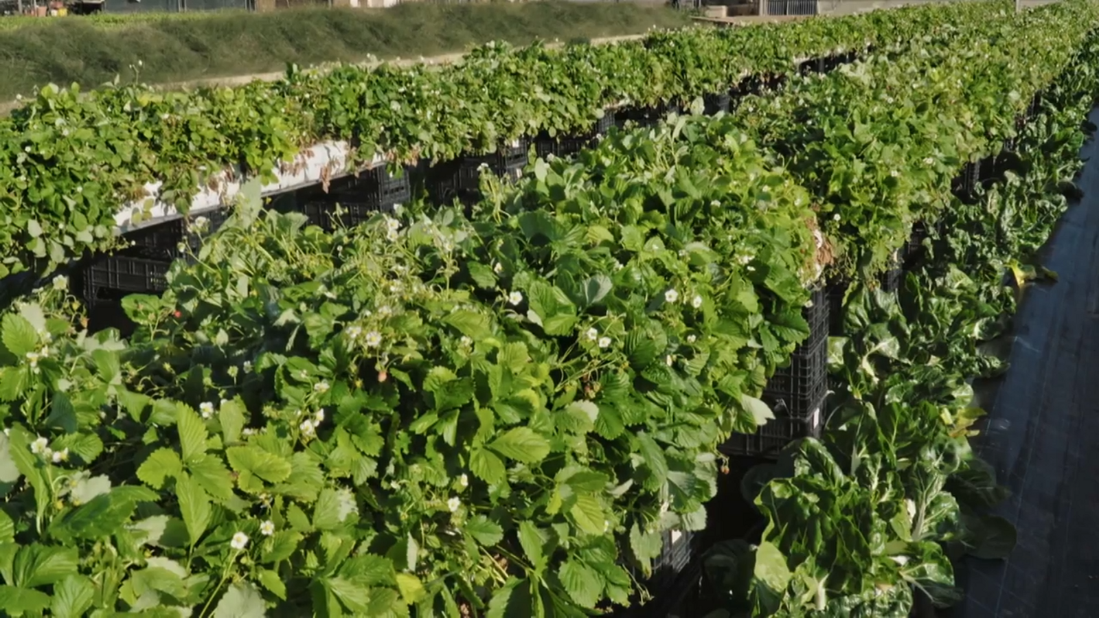 De mar i bancal | Verdures xineses