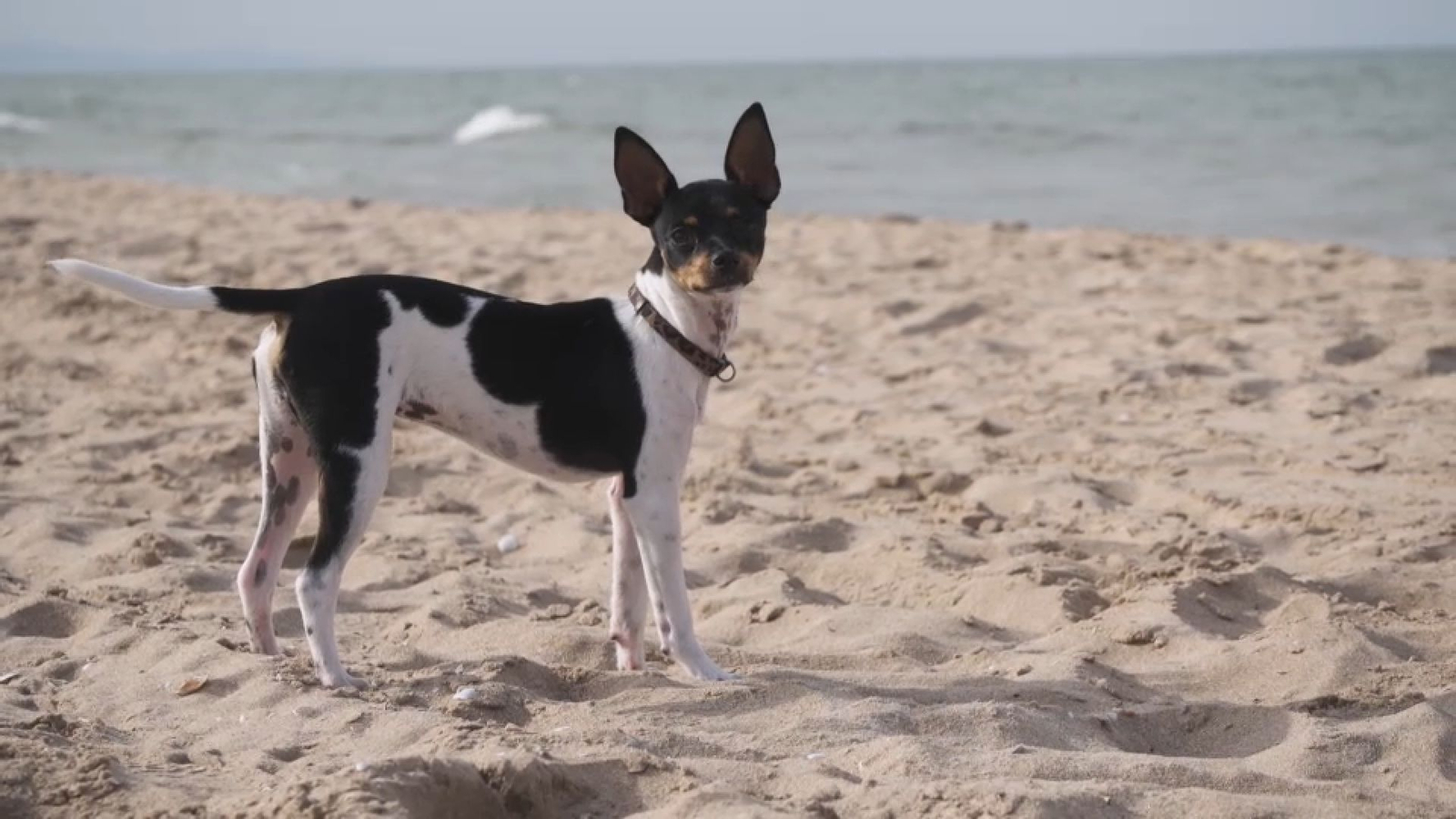 Ipa a la platja de Gandia