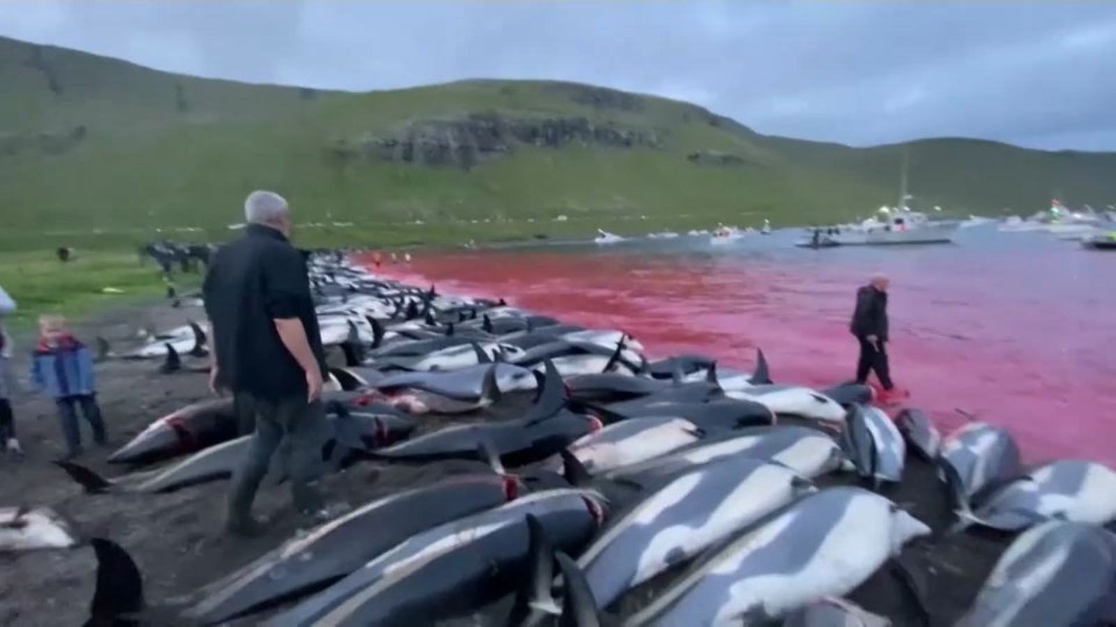 Imatge de la massacre de dofins a Feroe