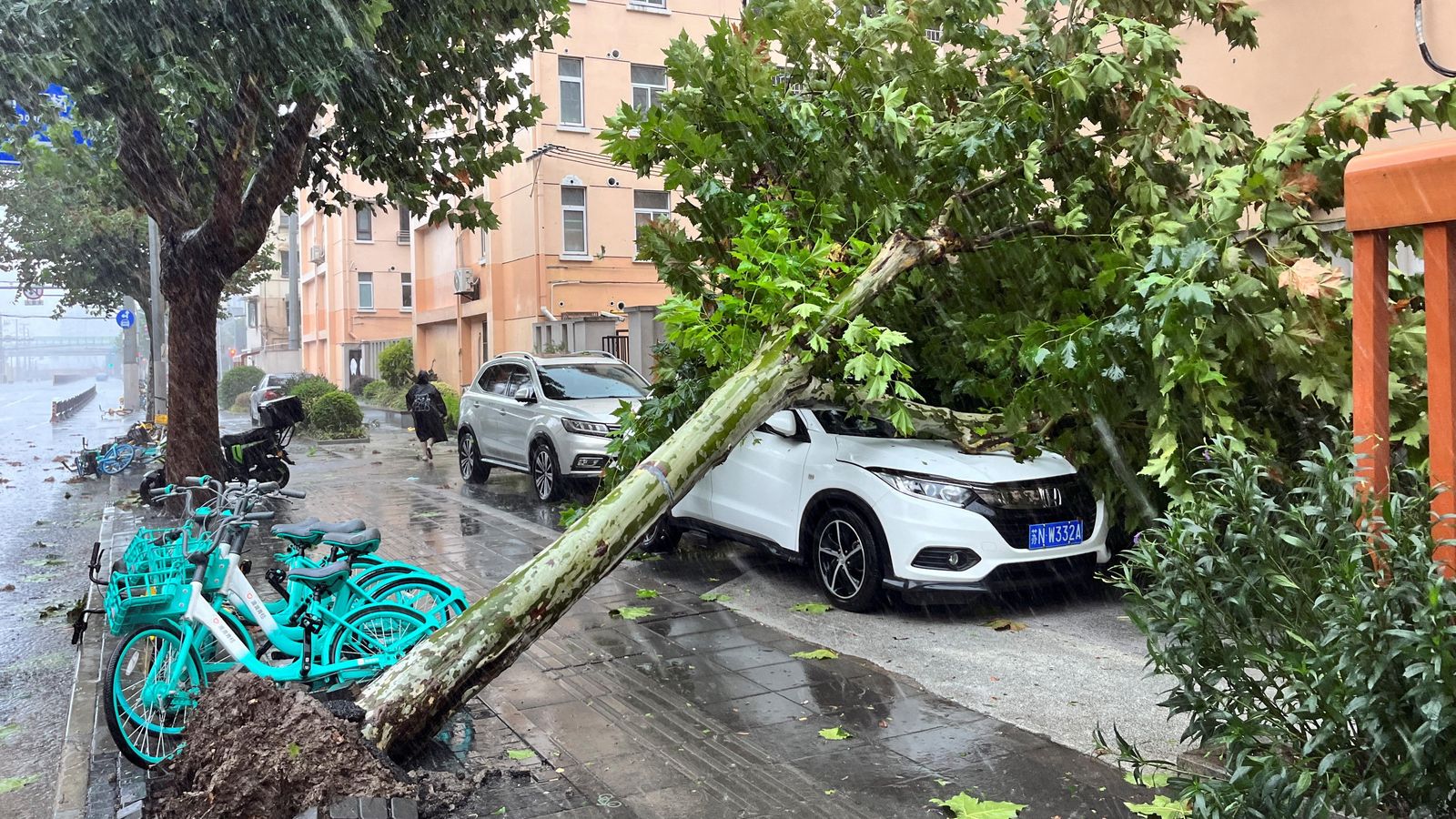 Un arbre caigut després que el tifó Bebinca tocara terra en Shanghai, la Xina
