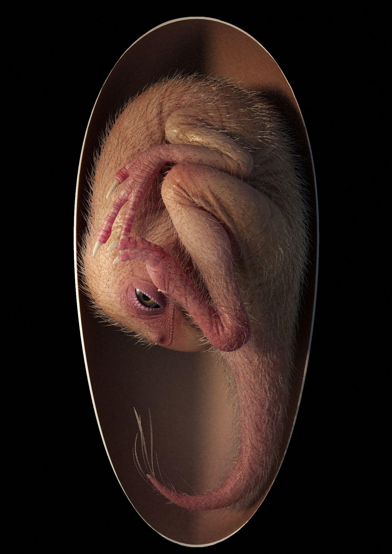 Reconstrucció per ordinador de la posició d'un oviraptorosaure poc abans d'eclosionar