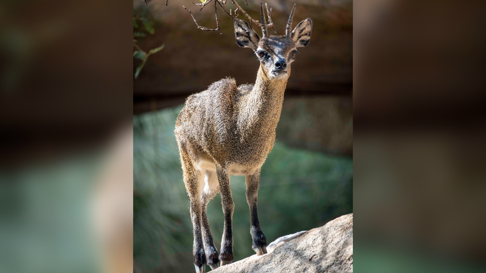 Calypso, l'únic antílop salta-roques d'Europa, ha mort al Bioparc als 26 anys d'edat