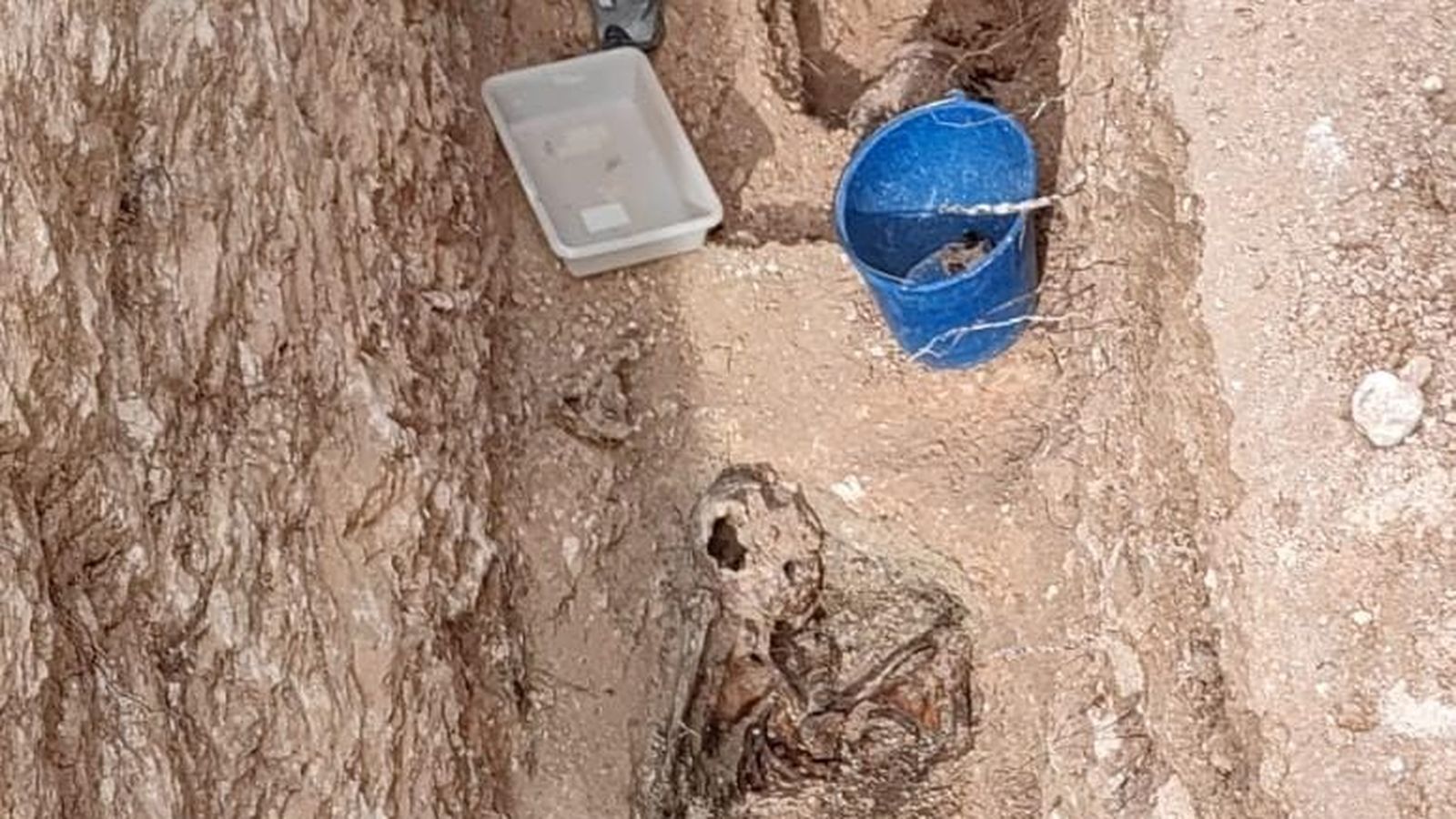 Restes de la víctima trobada a la fosa comuna d'Énguera