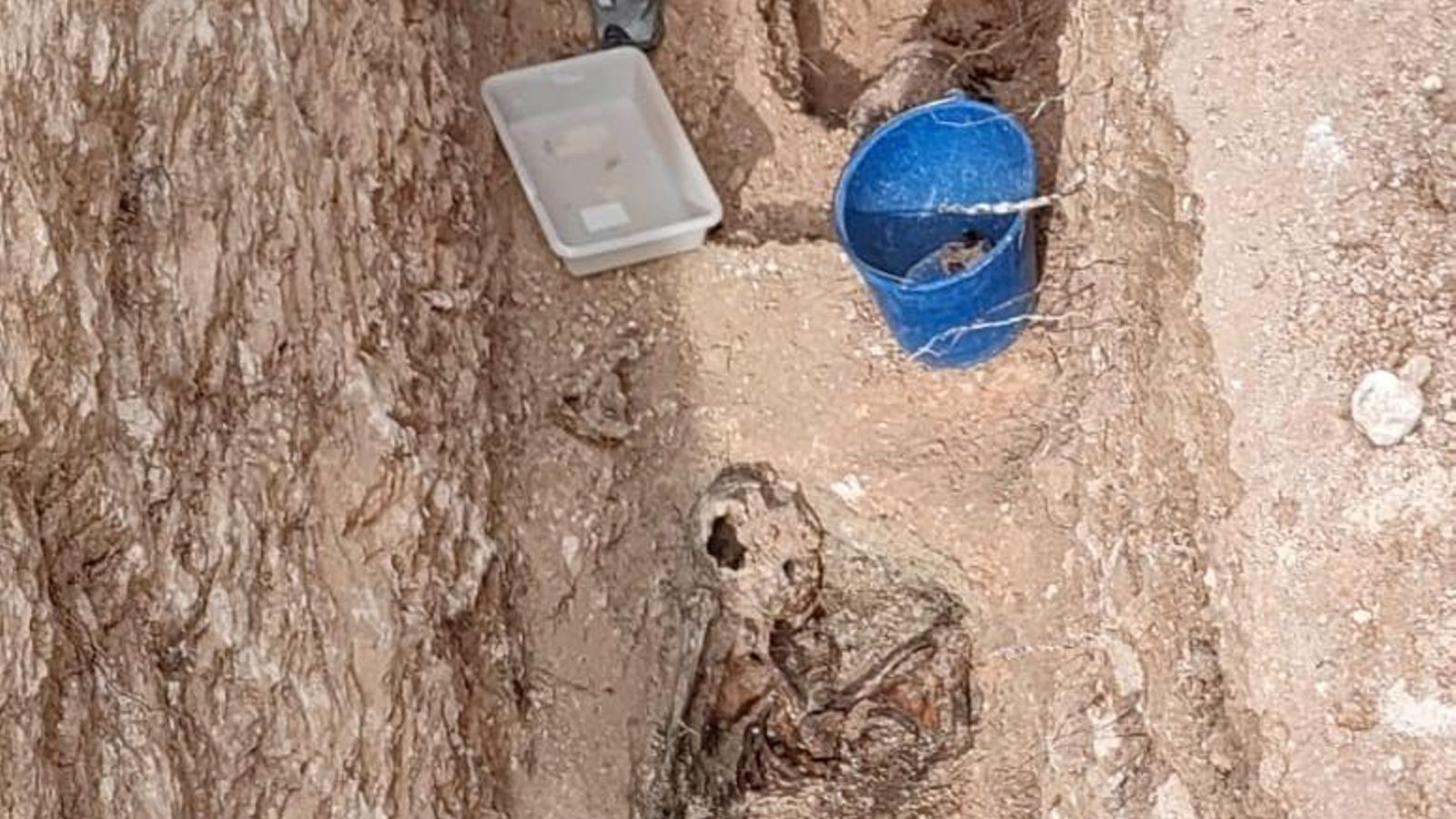 Restes de la víctima trobada a la fosa comuna d'Énguera