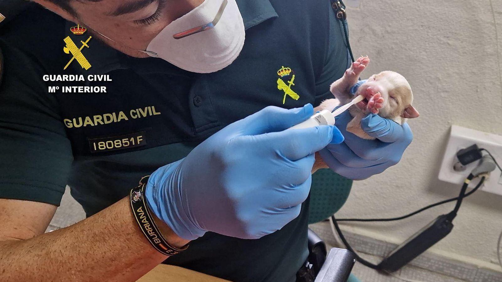 Els agents van practicar la prova d'ADN a la gossa adulta i al cadell que van trobar al contenidor