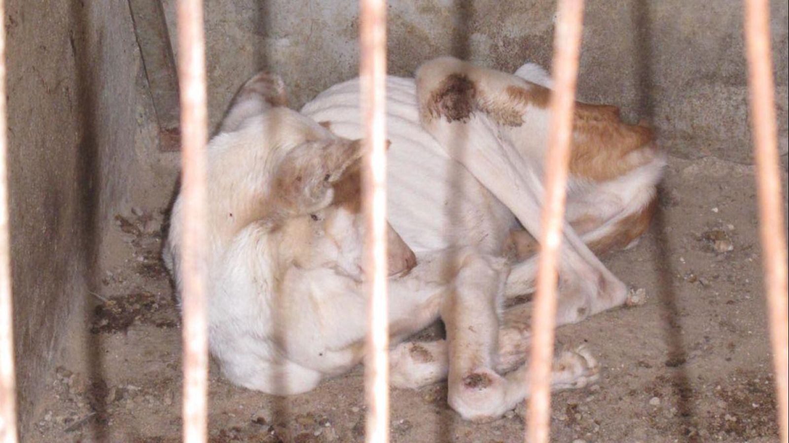 Un dels gossos abandonats a Aielo de Malferit (Vall d'Albaida)