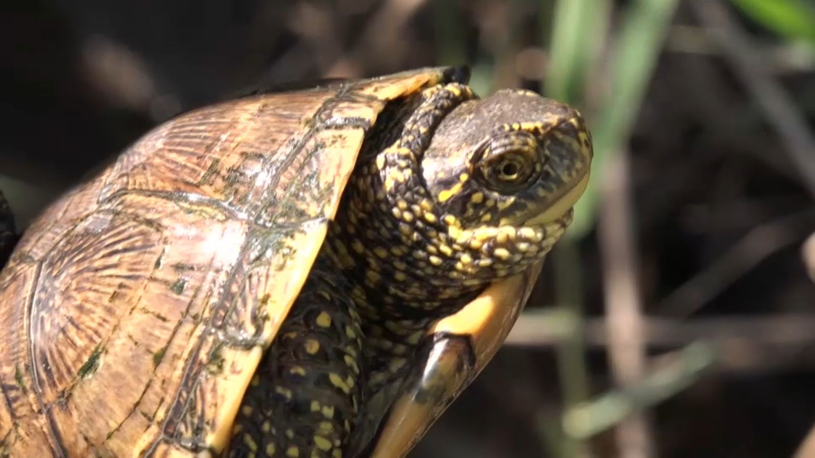 Tortuga autòctona de la Marjal d'Almenara