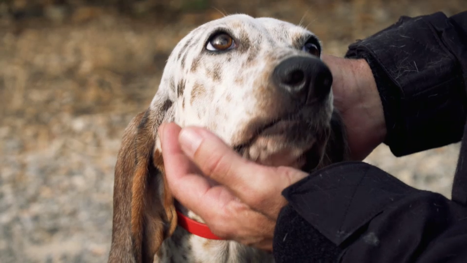 Ibis es qui va trobar el rastre de Paquita