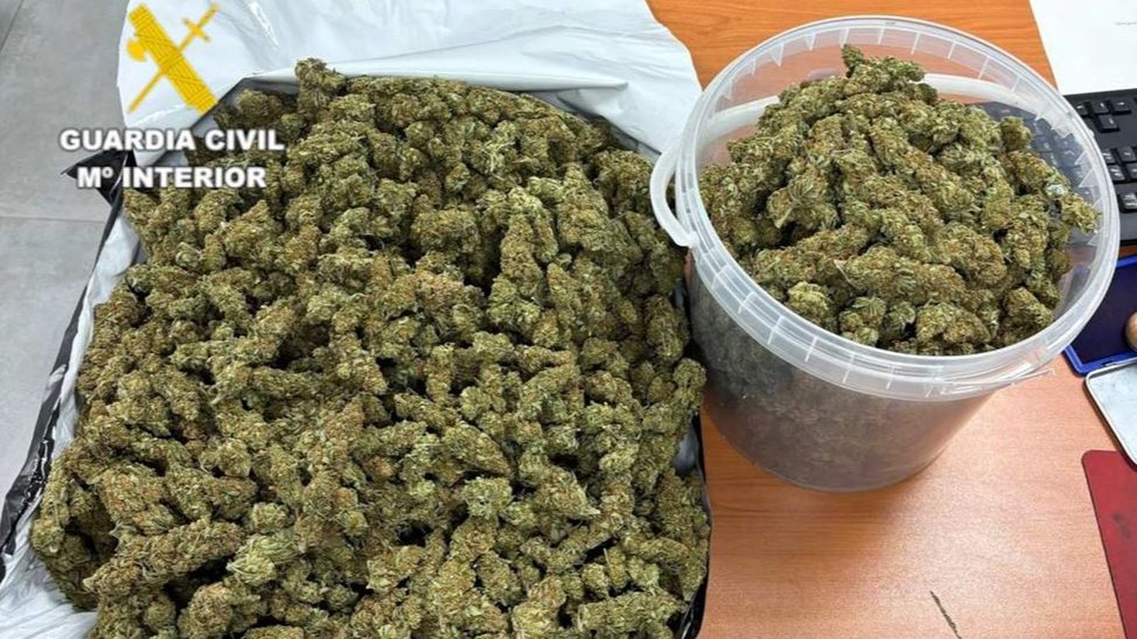 Cabdells de marihuana decomissats en els dos domicilis que va registrar la Guàrdia Civil