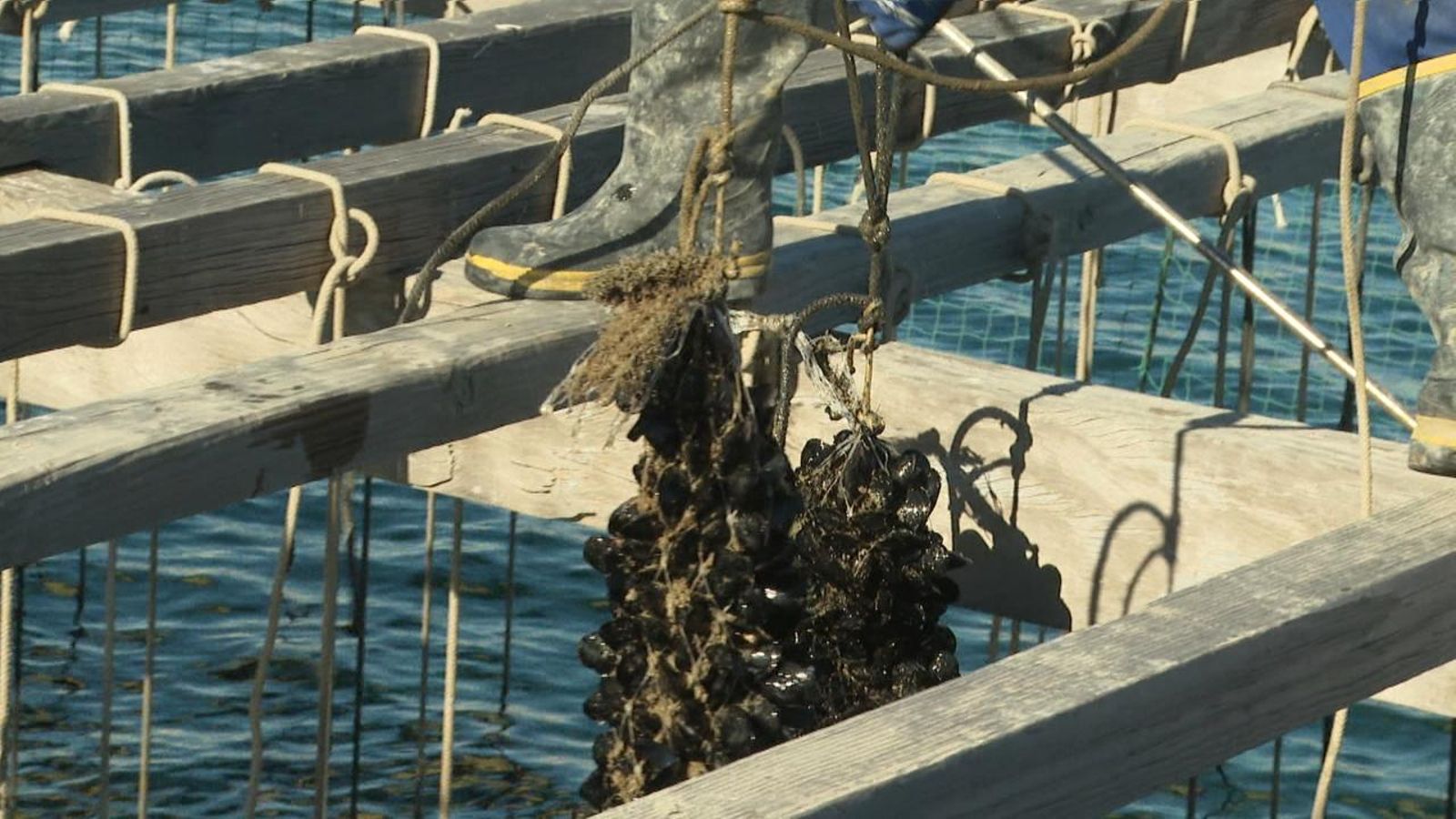 La campanya de la clòtxina s'avança els últims anys pel calfament de la mar