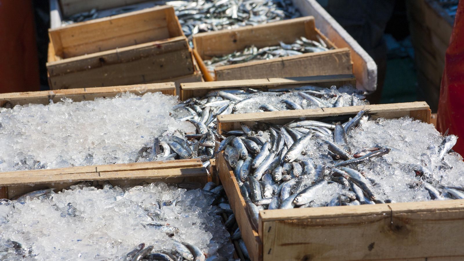 El peix il·legal es transportava sense complir la normativa