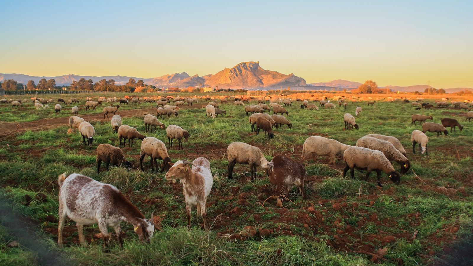 DÉNIA, AND´RES FORNÉS