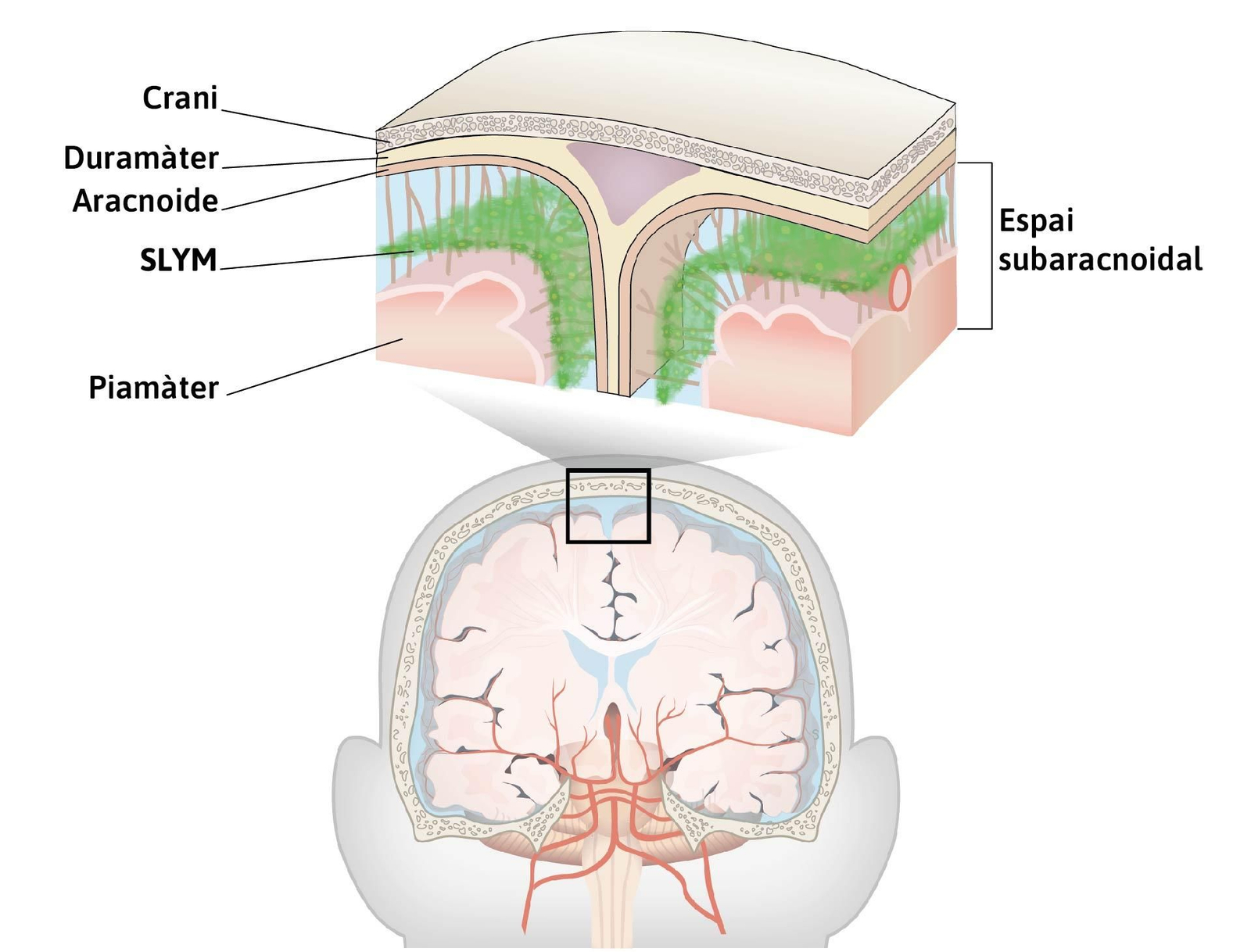 SLYM, la quarta capa del cervell recentment descoberta
