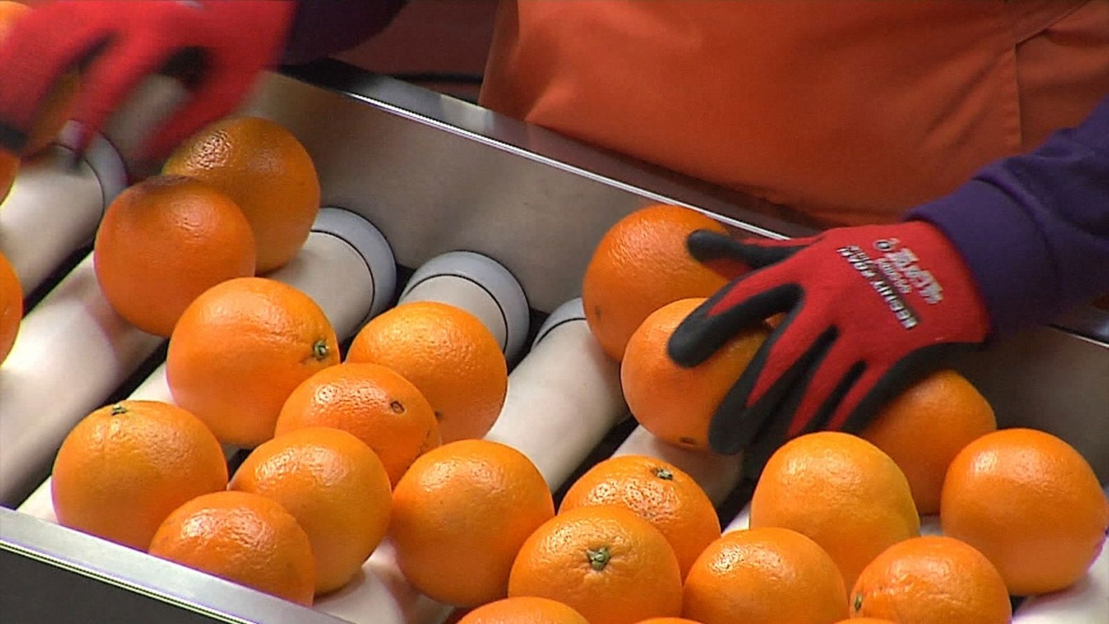 La Unió de Llauradors i Ramaders denuncia les bonificacions a productes provinents de zones amb alt risc de plaques