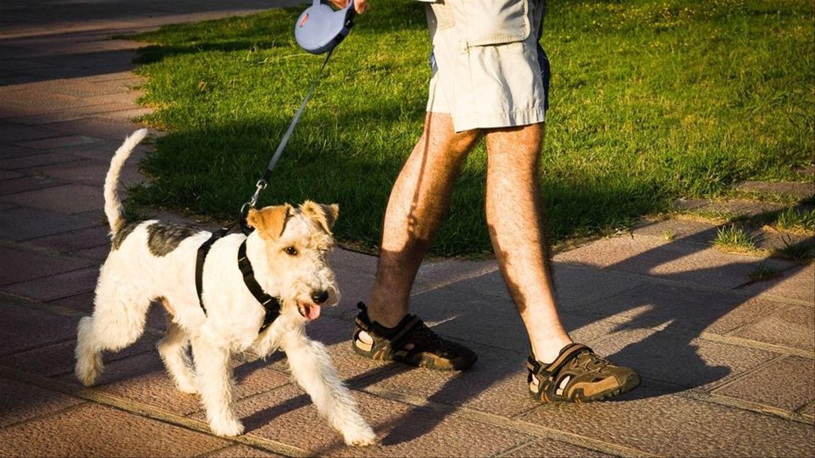 Un gos passejant per la ciutat de València