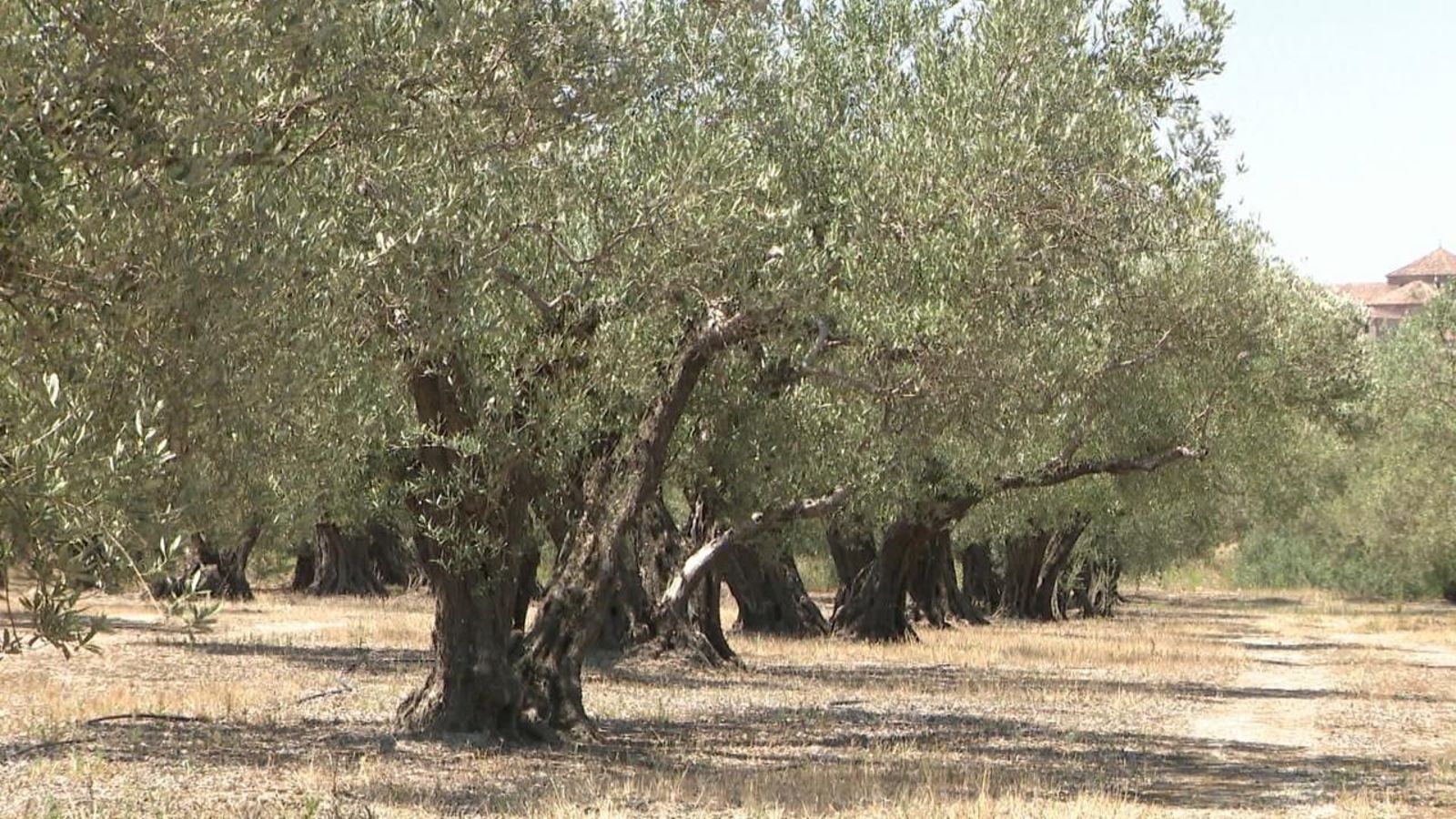 L'oli d'oliva pujarà de preu aquesta campanya