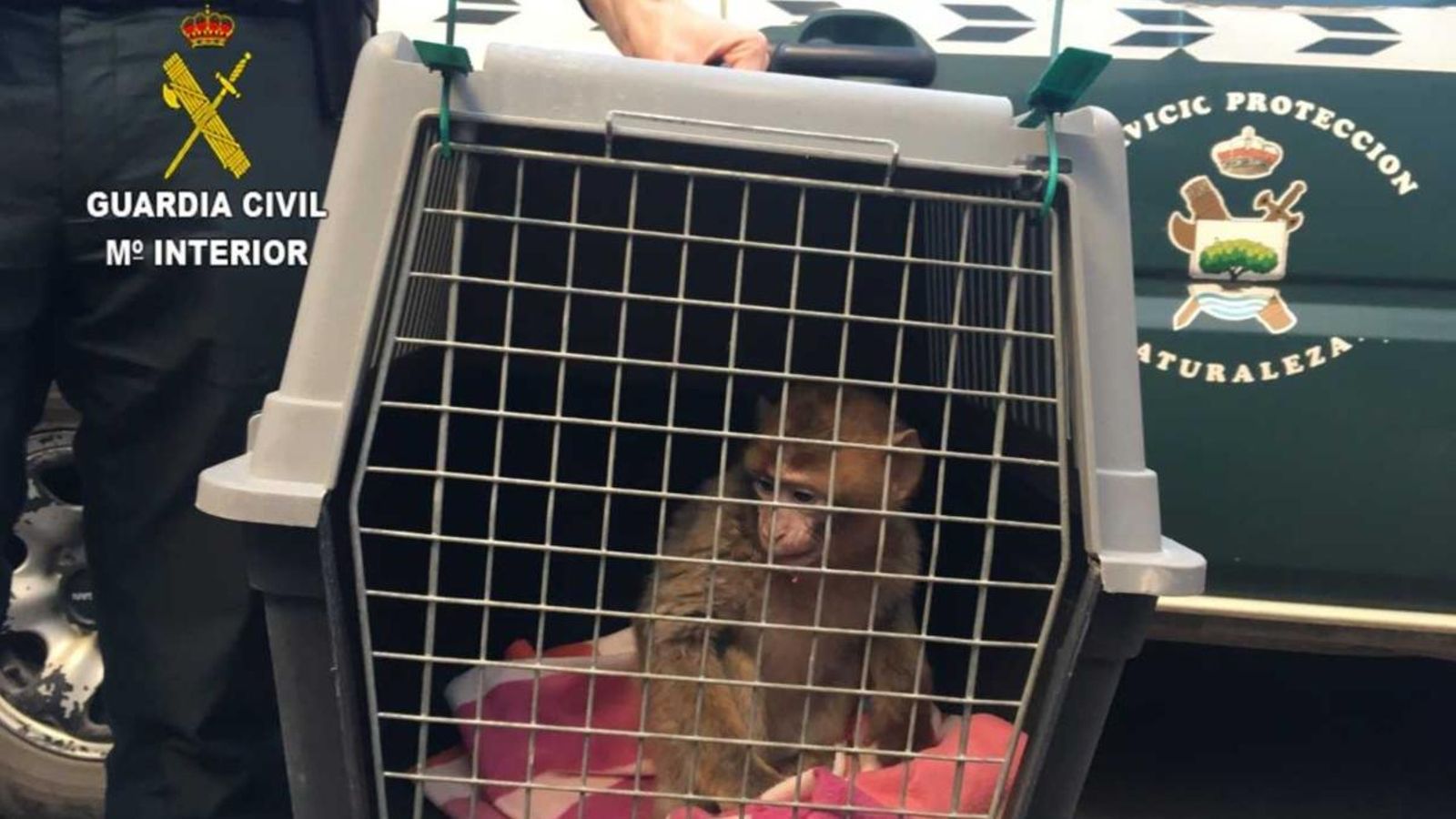 Un exemplar jove de mona de Gibraltar és confiscada pel Seprona Un exemplar jove de mona de Gibraltar és confiscada pel Seprona