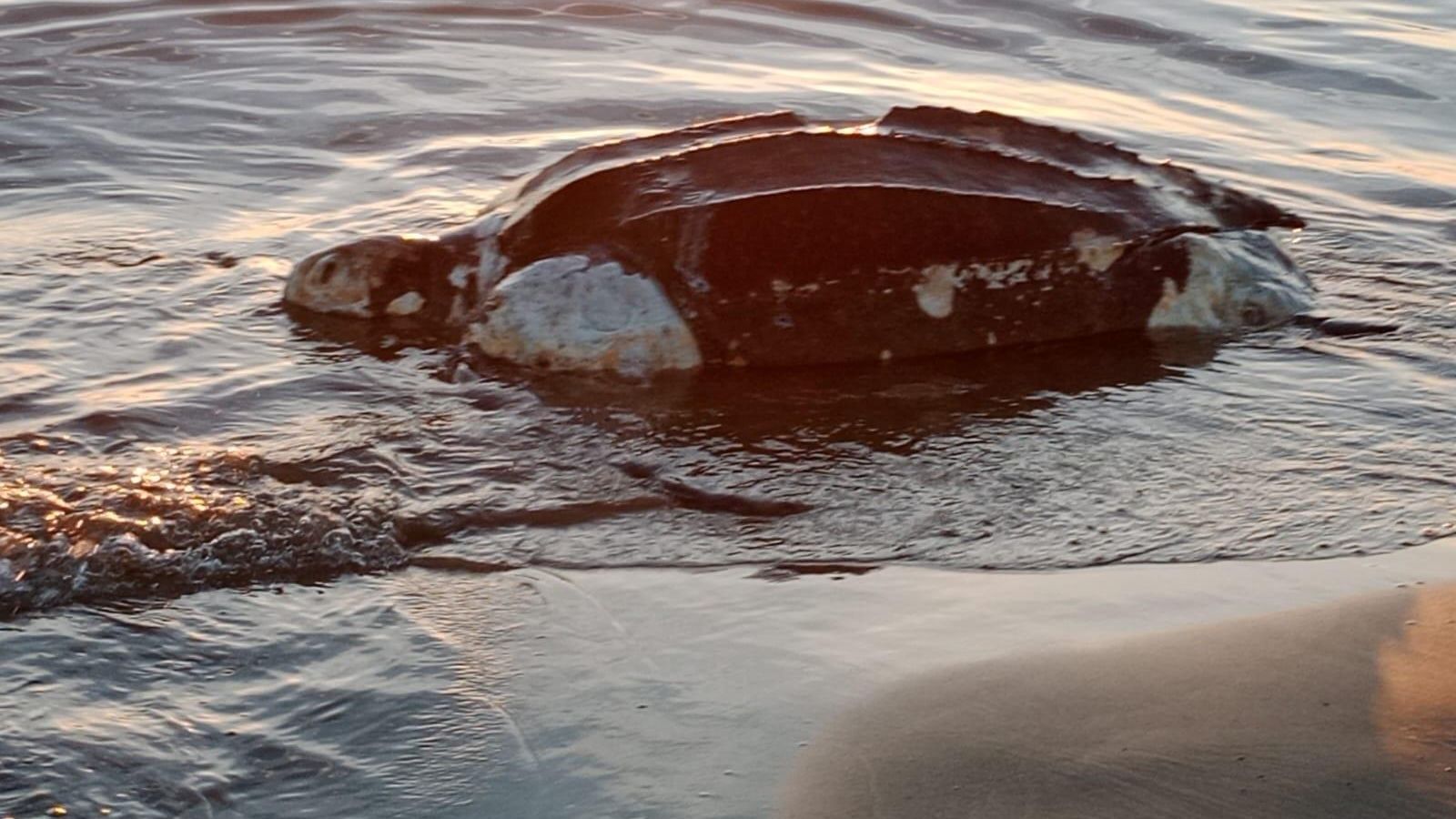 Tortuga varada