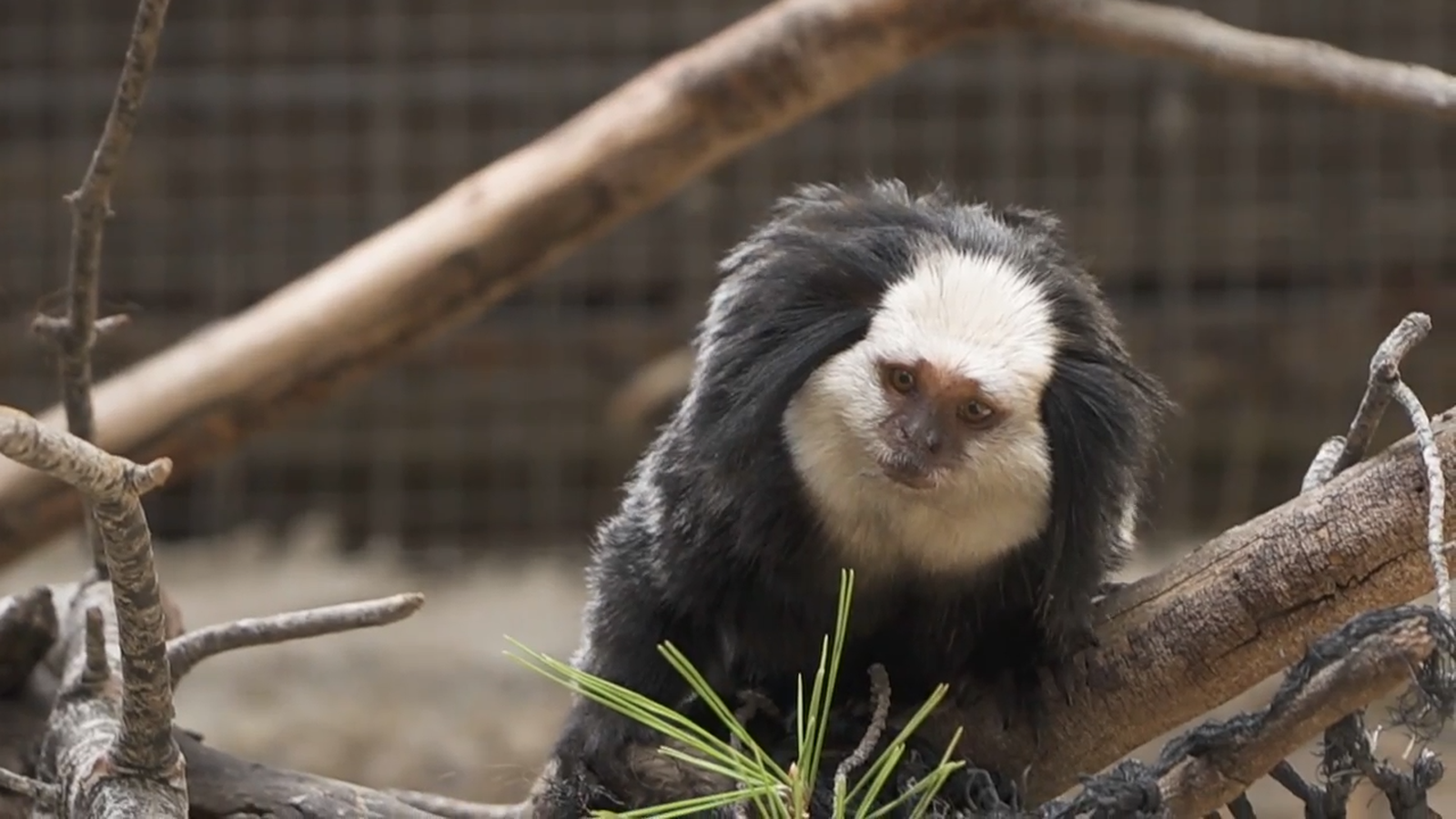 Animalades | Animalades, un món bestial 15