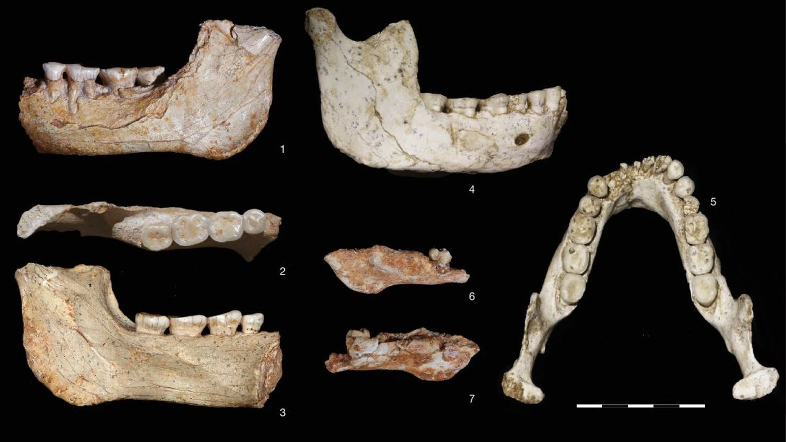 Algunes de les restes fóssils trobades a Casablanca, Marroc