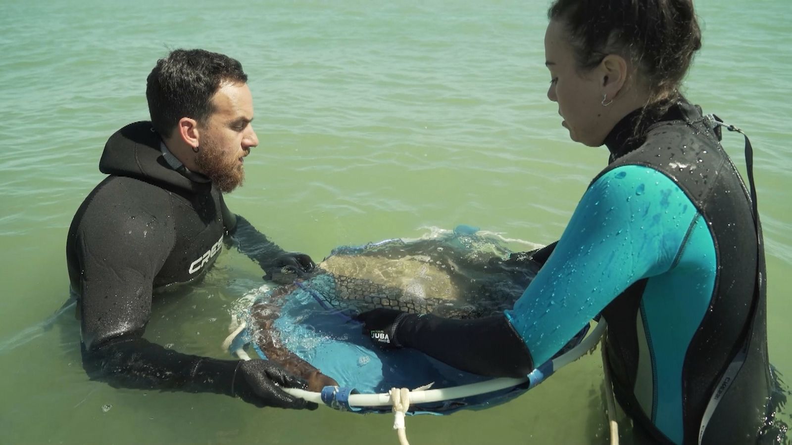 Solten mantellines al Mediterrani
