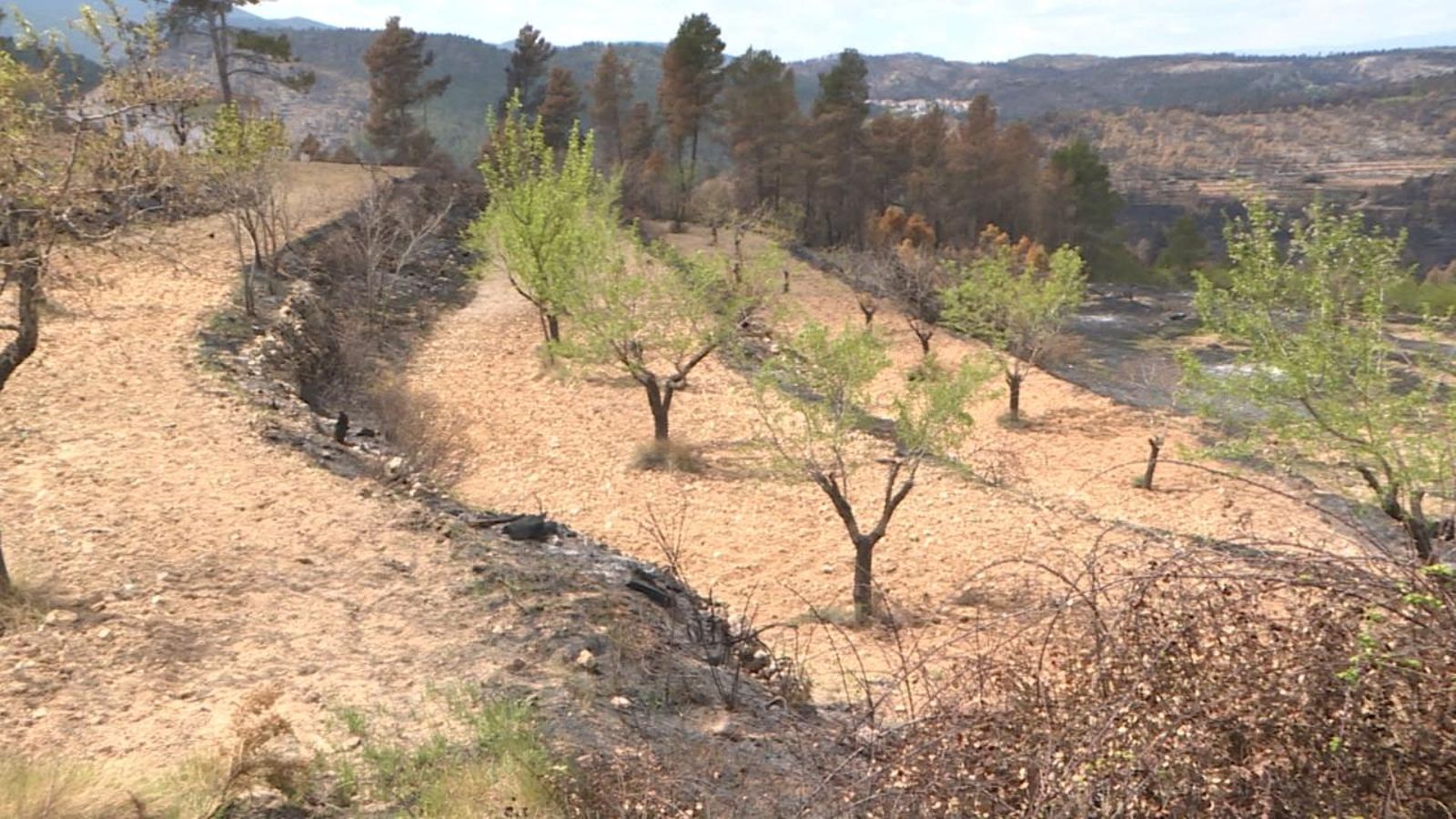 Los Calpes cultiva el camp com a mesura de tallafocs