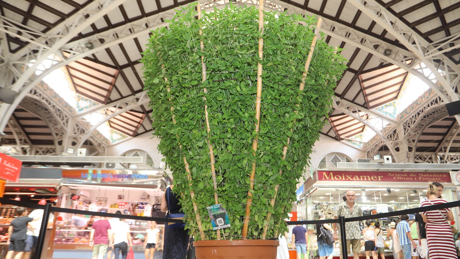 Una gran alfàbega presideix un dels corredors del Mercat Central de València