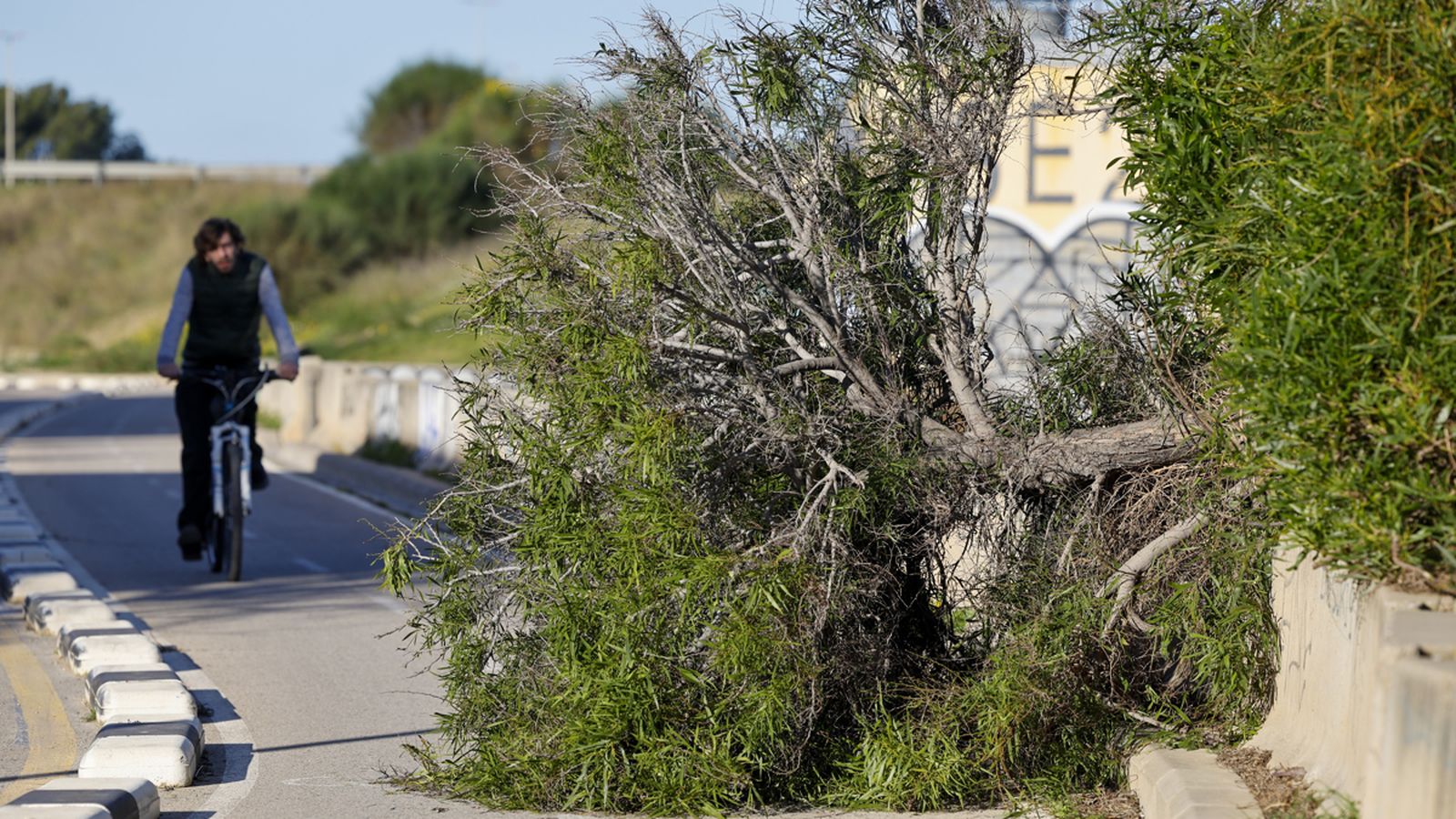 Un arbre caigut pel temporal de vent, divendres 6 de febrer