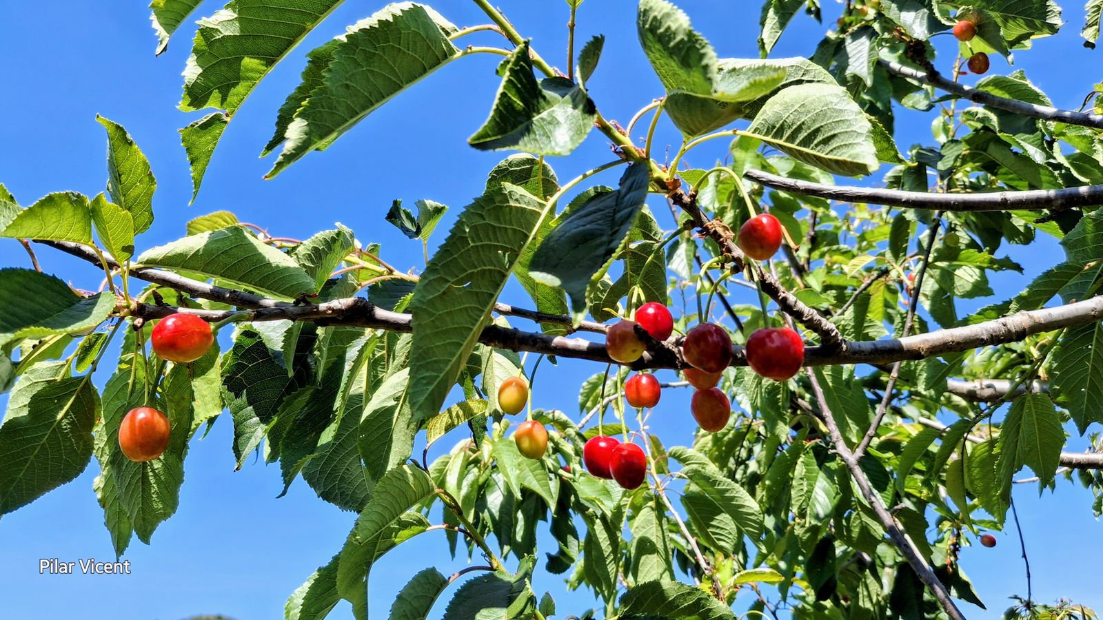 PILAR VICENT , La Vilavella, la Plana Baixa cireres