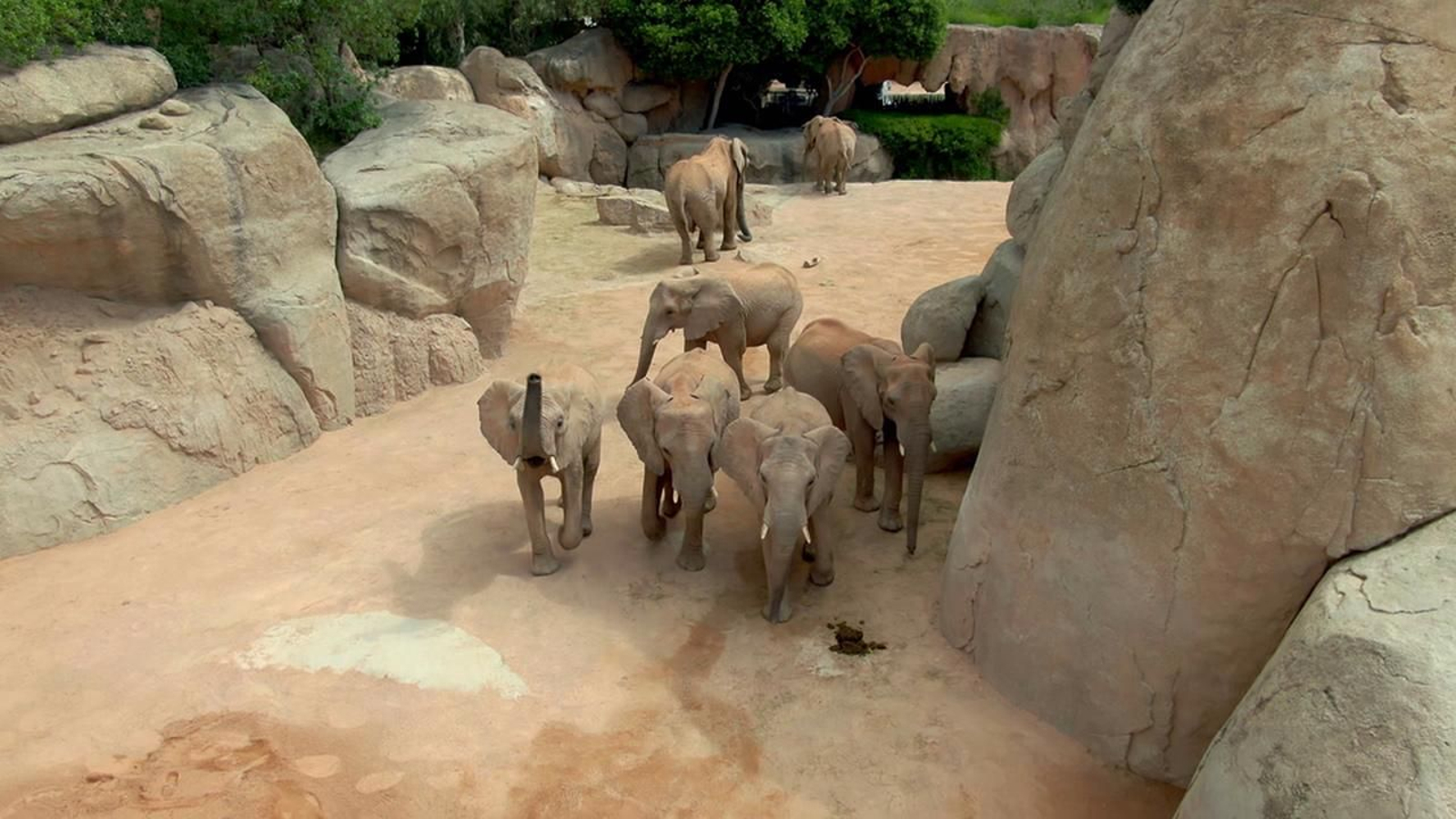 Un programa familiar que proposa una zooimmersió per a conéixer les espècies animals en perill d'extinció