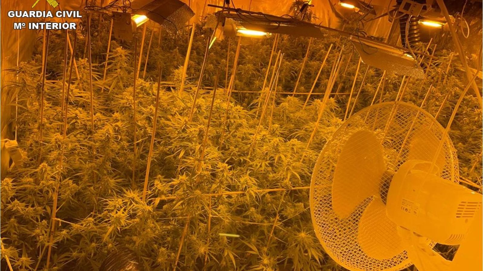 Una imatge de la plantació desmantellada