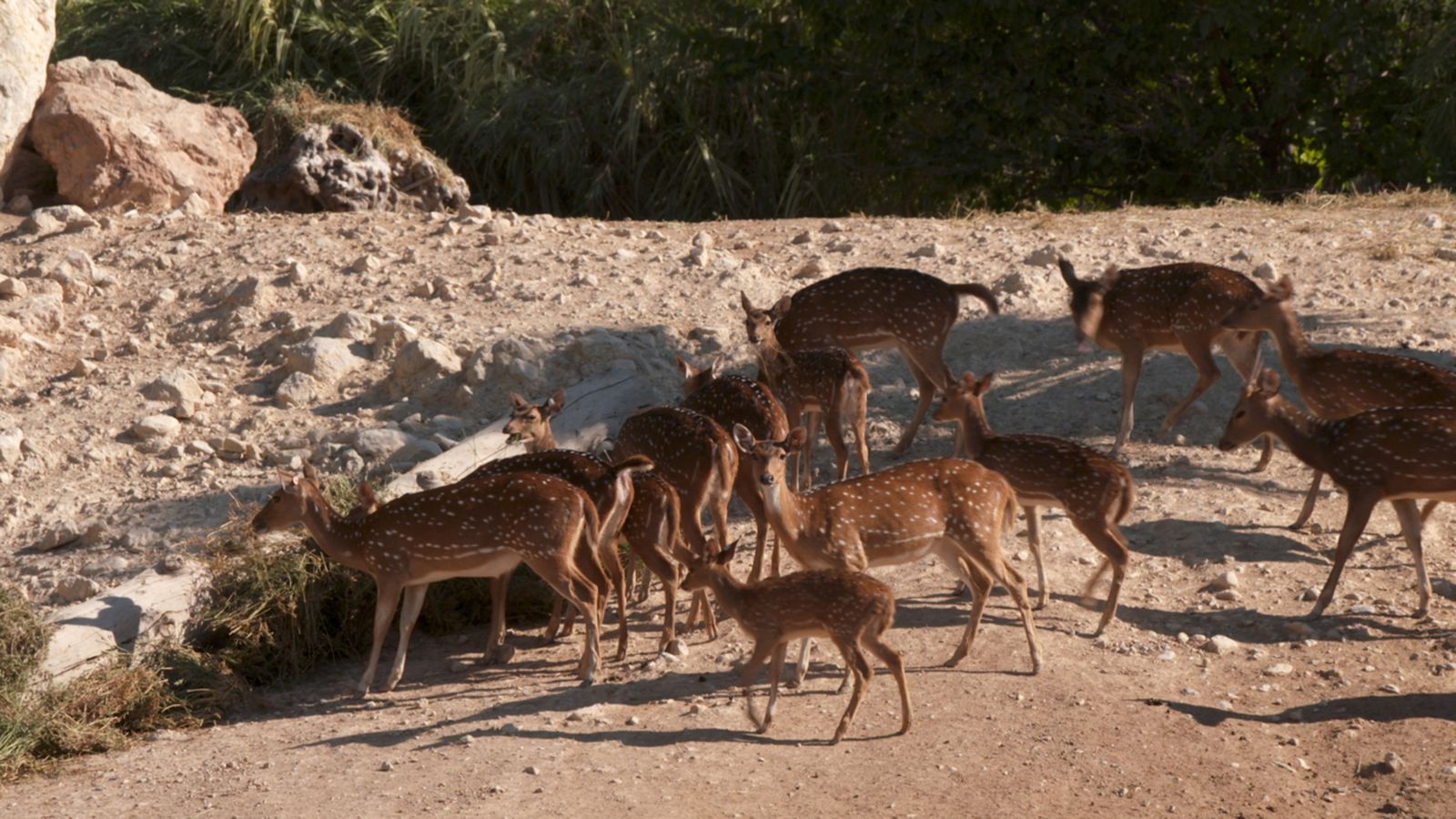 Animalades | De tornada al ramat