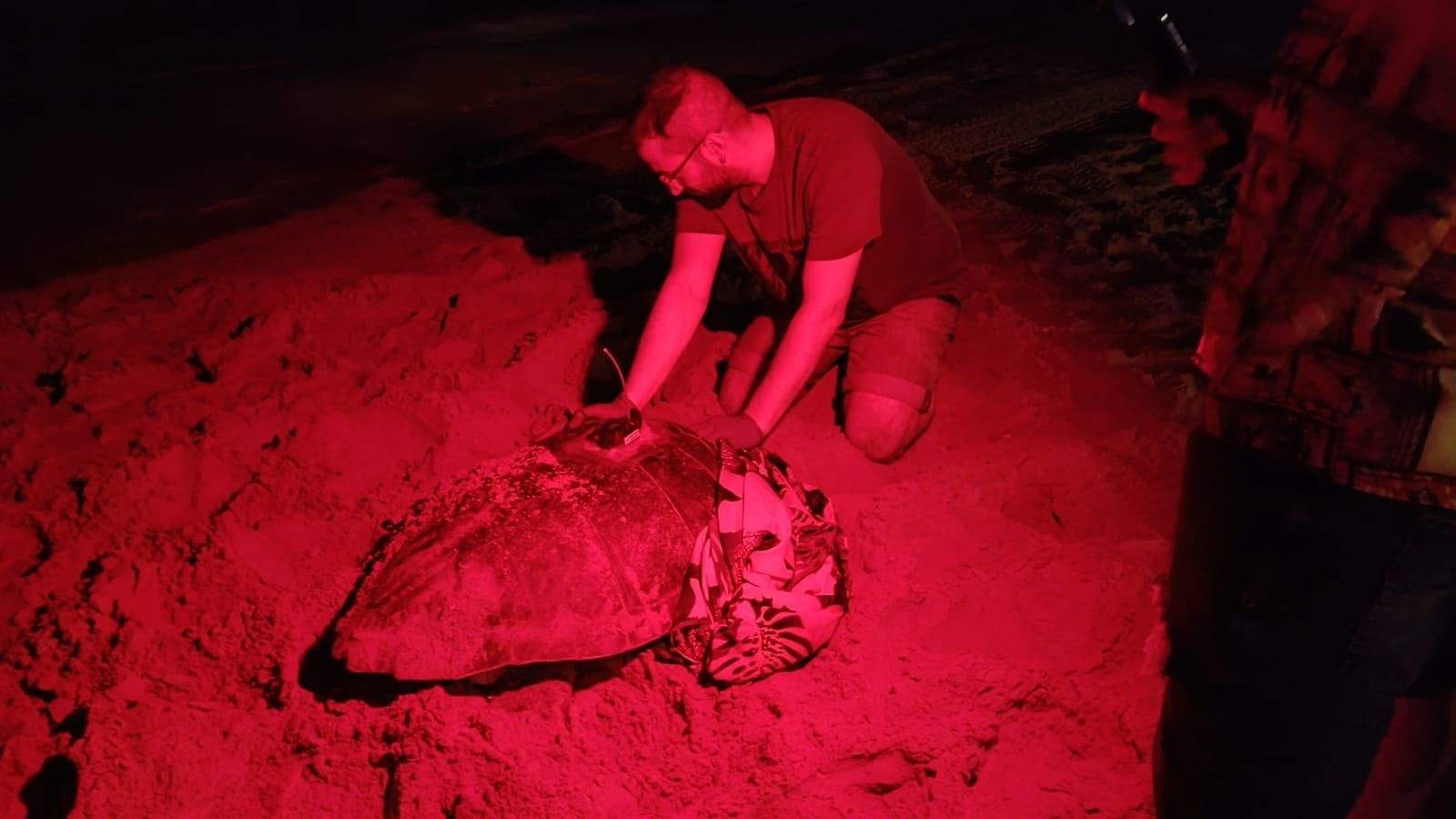 Una tortuga pon 117 ous en la platja d’Arenals del Sol (Baix Vinalopó) EuropaPress 6101503 tortuga pone 117 huevos arenales sol (1)