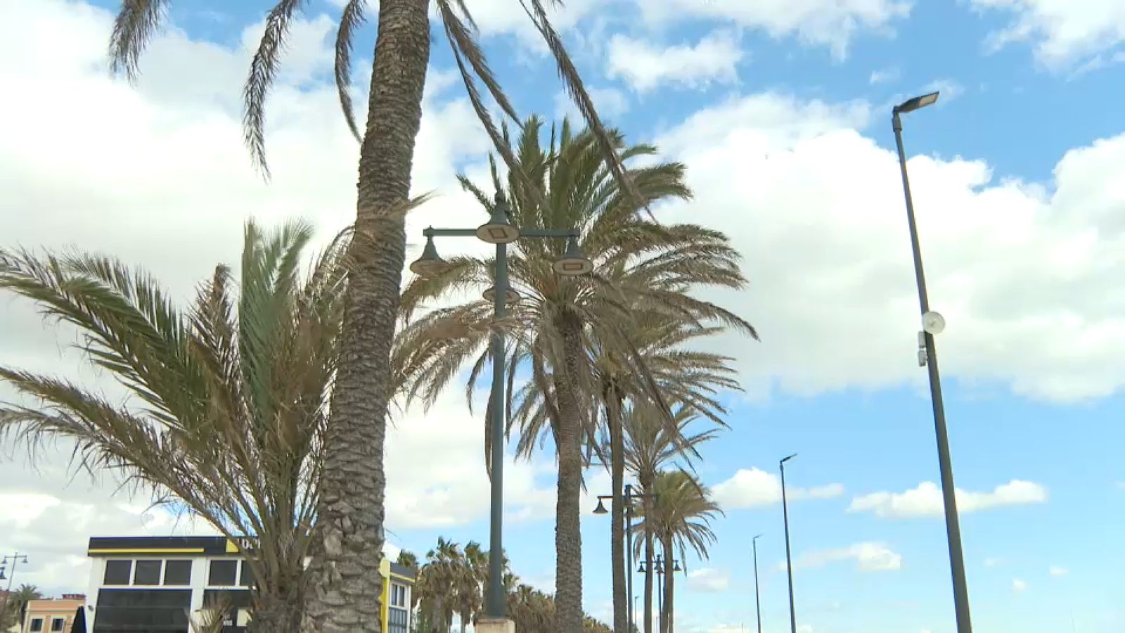 El vent espenta les palmeres a la platja de la Malva-rosa, este dissabte