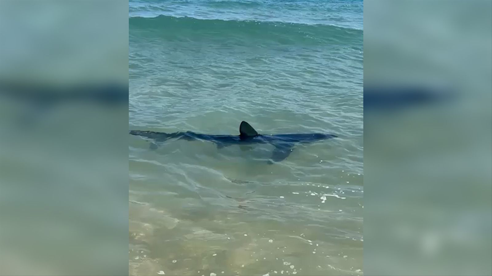 Imatges del tauró enregistrades per un dels banyistes