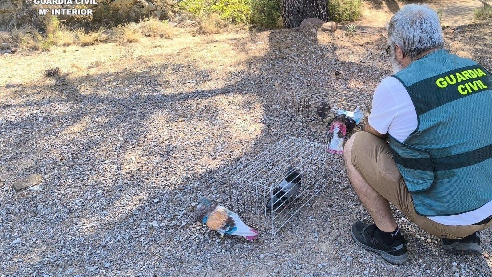 Els sis coloms localitzats per la Guàrdia Civil