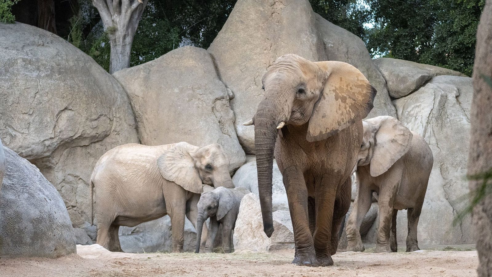 Elefants del Bioparc de València
