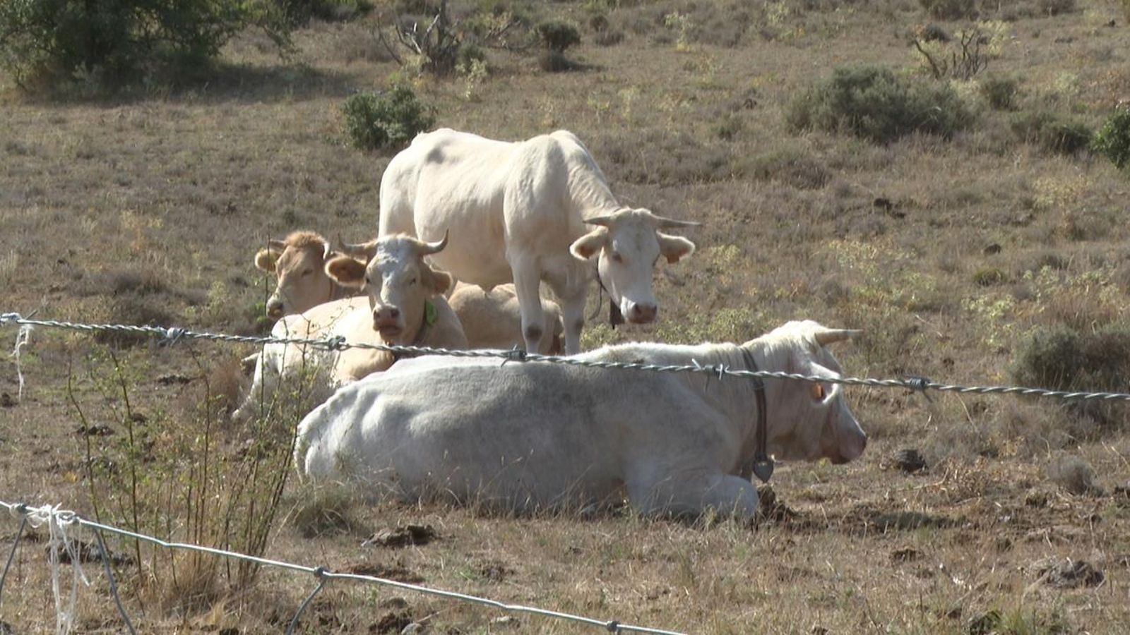 Vaques, ovelles i cabres s’alimenten de la brossa de les muntanyes