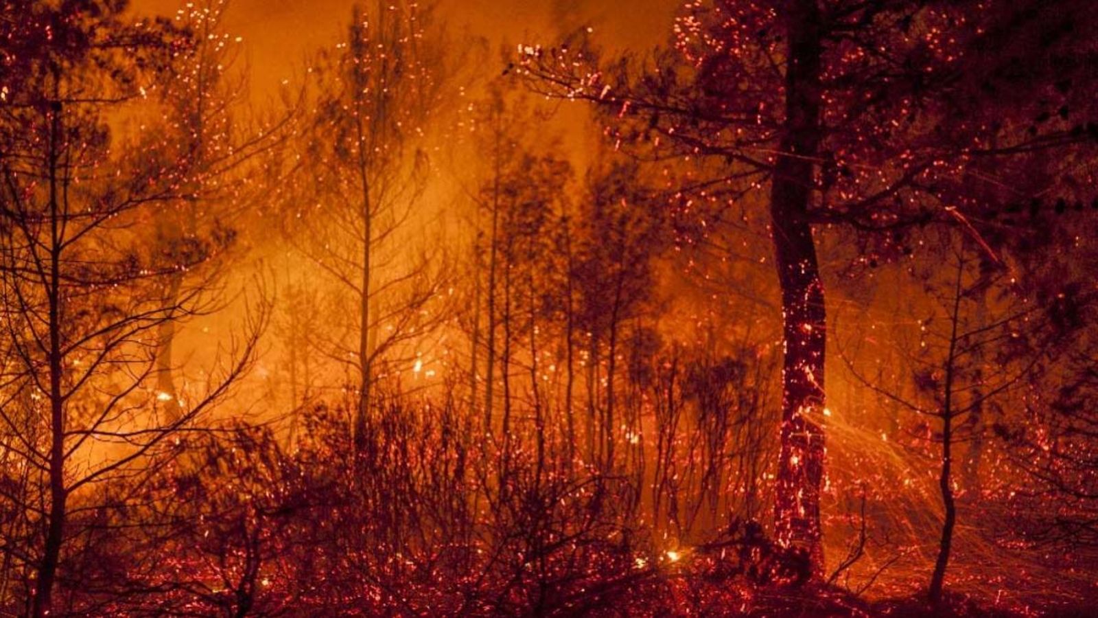 L'informe de WWF analitza els incendis forestals a Espanya, França, Grècia, Itàlia, Turquia i Portugal