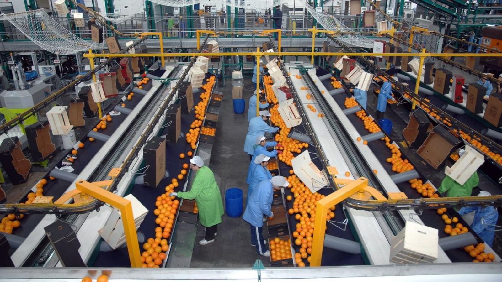 Magatzem de taronges en plena campanya citrícola