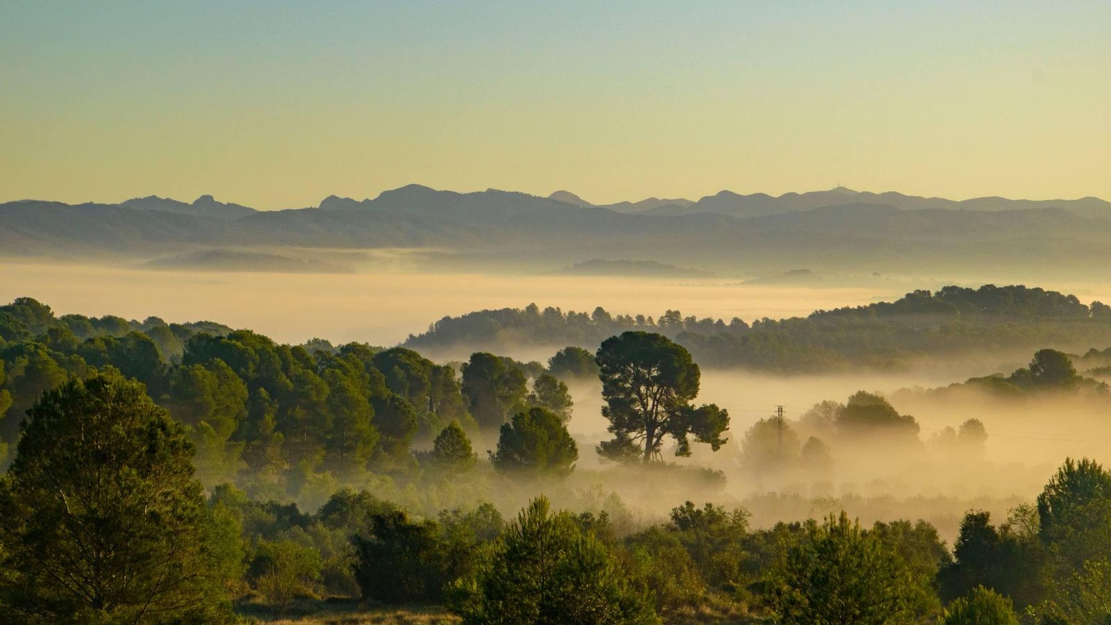 MªNIEVES SÁNCHEZ, L'Olleria, la Vall d'Albaida