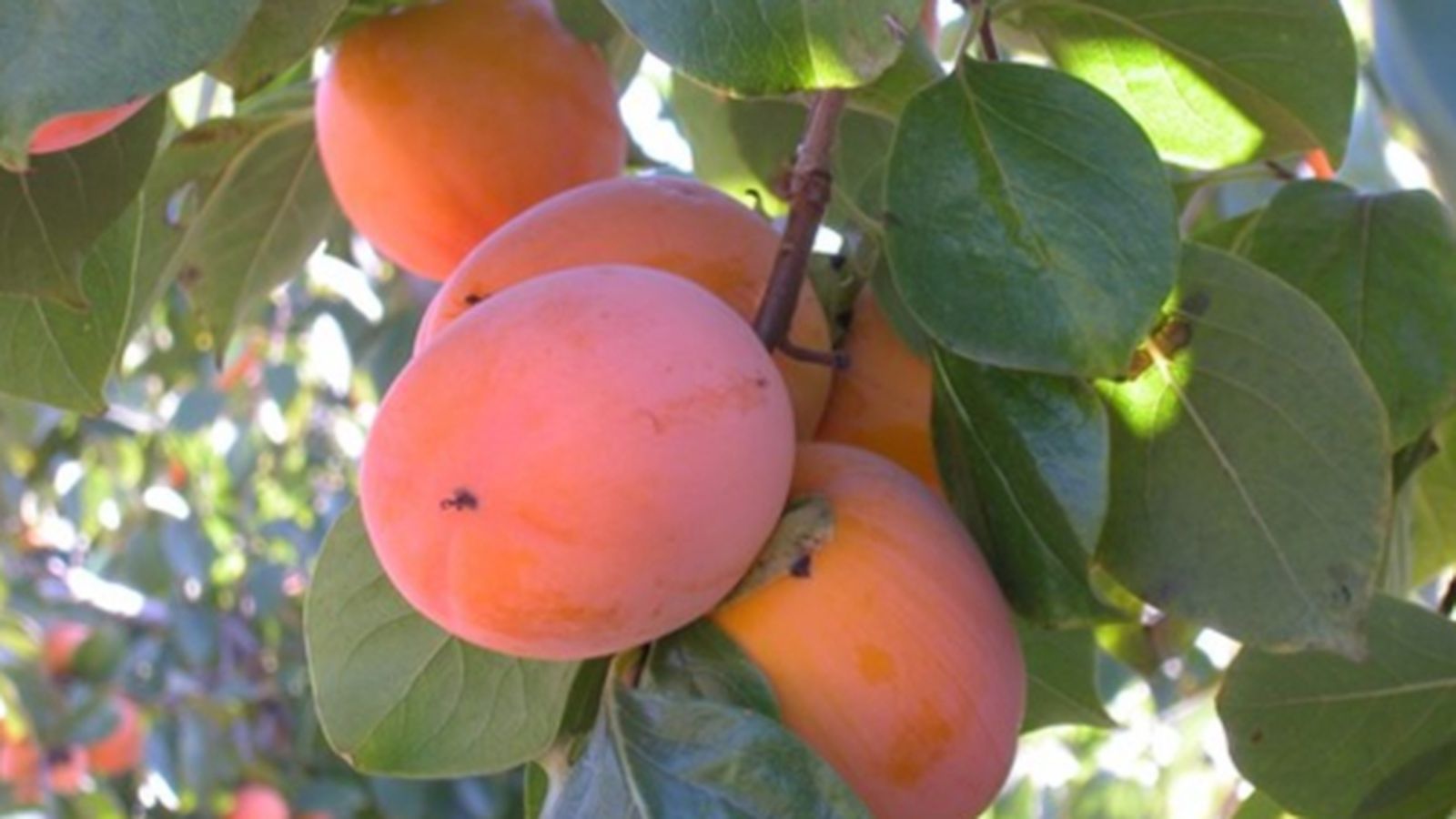 Un fruital carregat de caquis madurs en una imatge d'arxiu